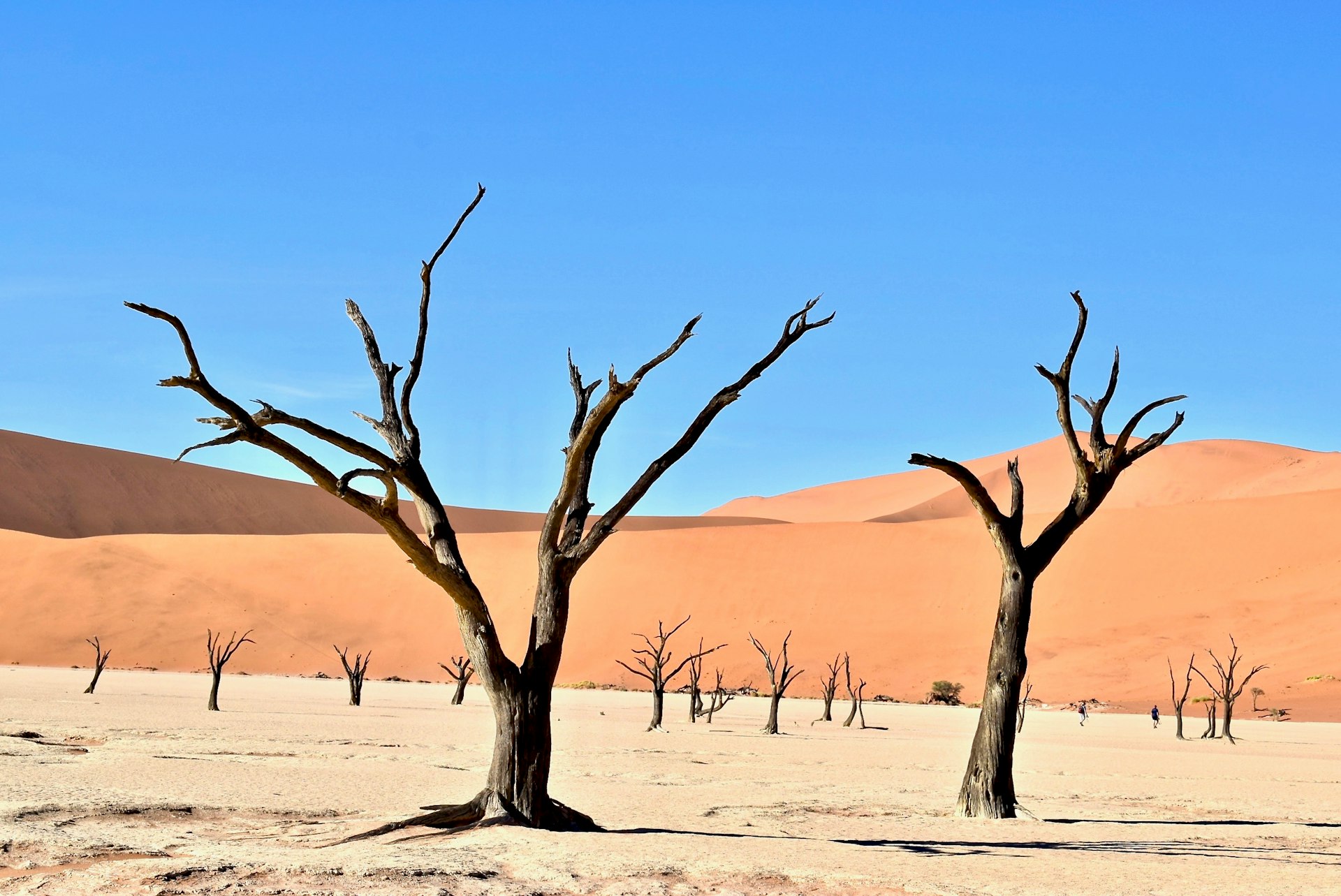 Visit the deadvlei in Namibia